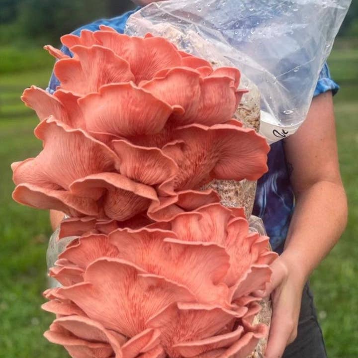 BaltiSpore LLC - Wholesale DIY Food Kit - Pink Oyster “Ready-To-Fruit” Mushroom Grow Kit2