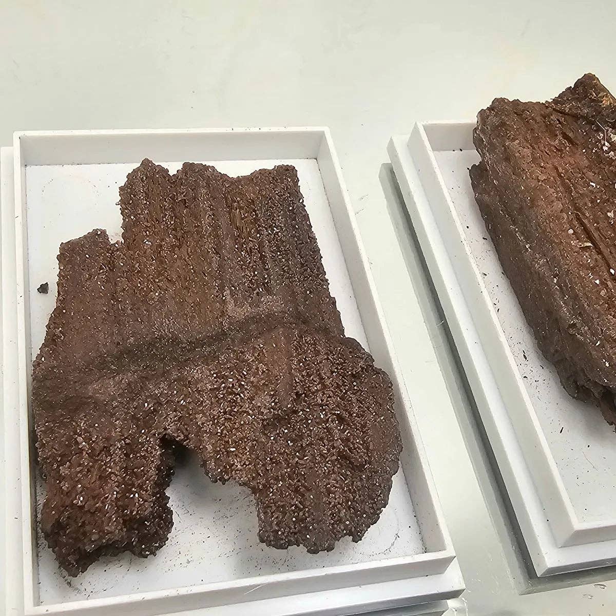 Distinction Crystals – wholesale Spiritual stone/crystal – Quartz Druzy Fossil Wood In Display Case3