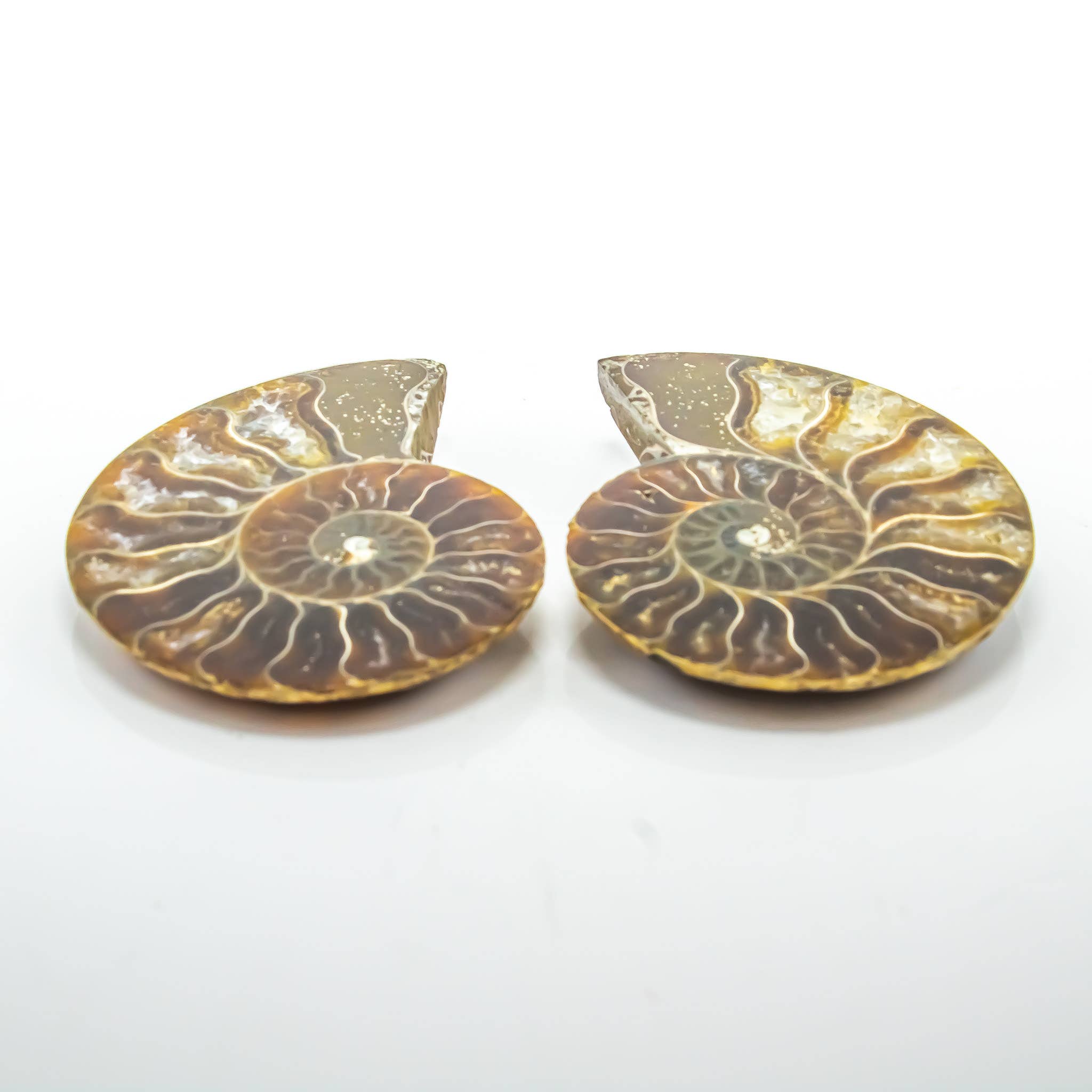 Quasar Gems USA - Wholesale Spiritual Stone/Crystal - Ammonite Pairs 1