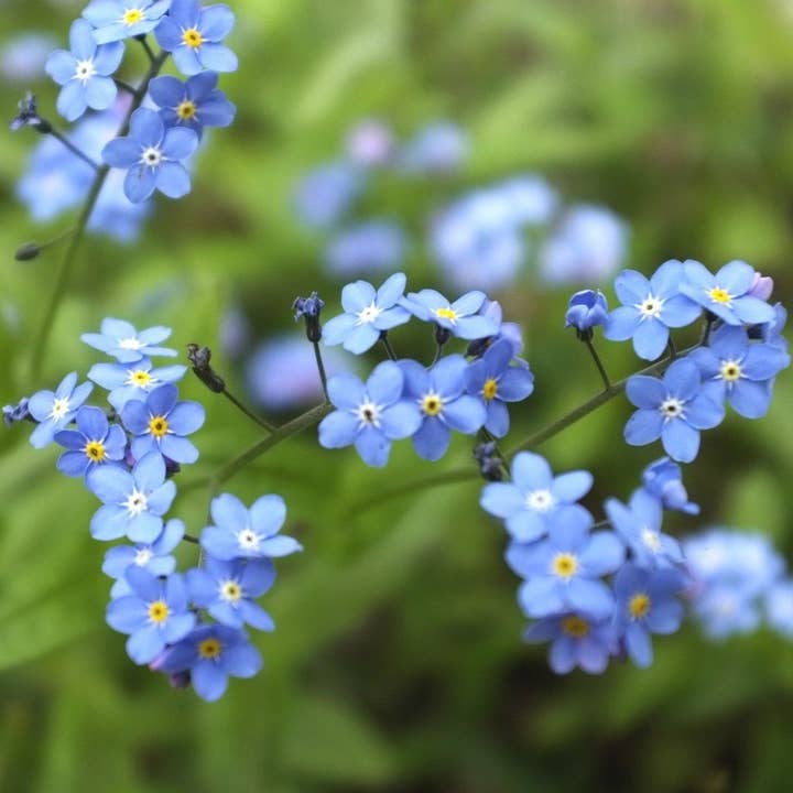 Sow True Seed - Wholesale Plant Seeds - Forget-me-not Seeds4