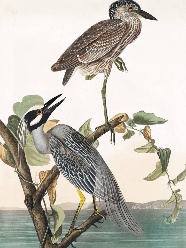 Postcard Yellow-Crowned Heron (231064) for wholesale by The Knowledge of Things by Catch Publishing
