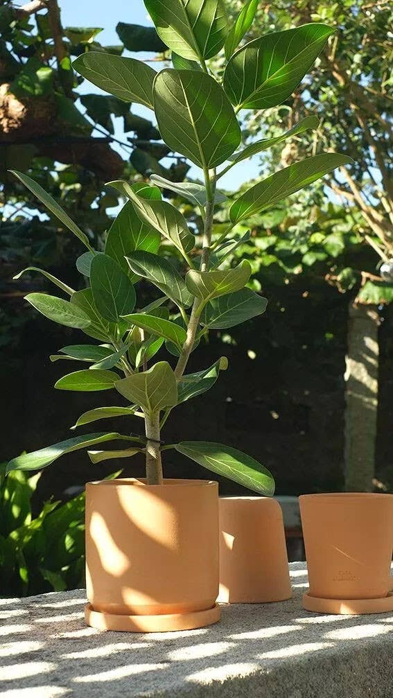 Casa Atlântica - Wholesale Plant Pot - Odemira clay pot2