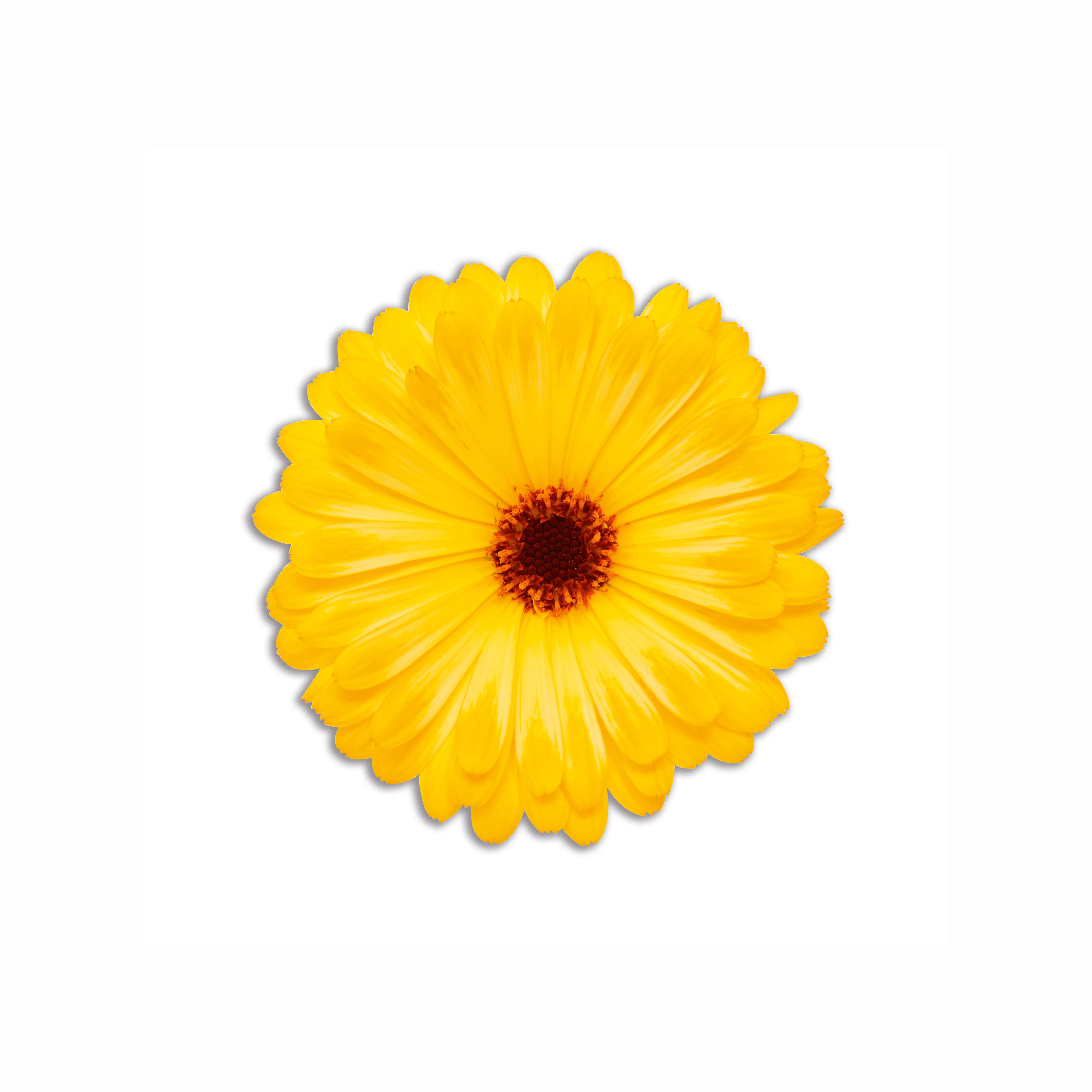 Emily Evans - Venta al por mayor Manteles individuales - Set de 6 individuales redondos con diseño de flores en PVC1