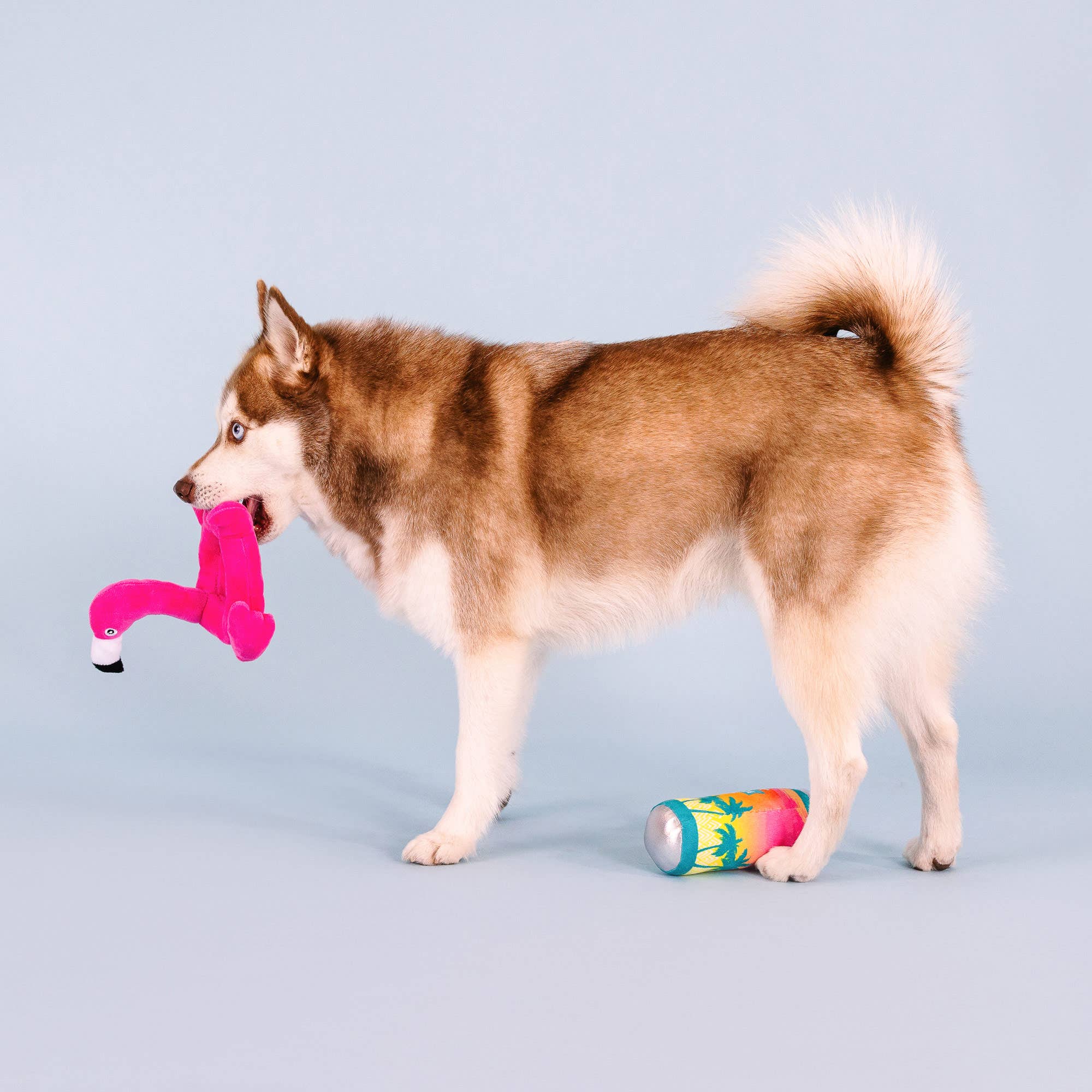 Petshop by Fringe Studio - Wholesale Pet Toy Set - Dog - POOL DAYS, SUN RAYS 2 PIECE DOG TOY SET2