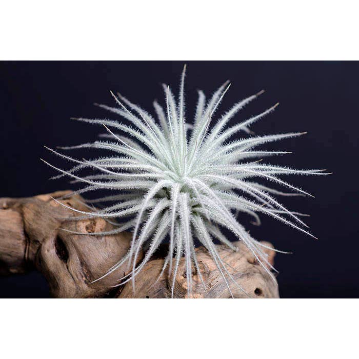 The Artizan Way - Wholesale Live Plant - Tillandsia Tectorum Bulk (12+ Plants) - Rare Air Plant
