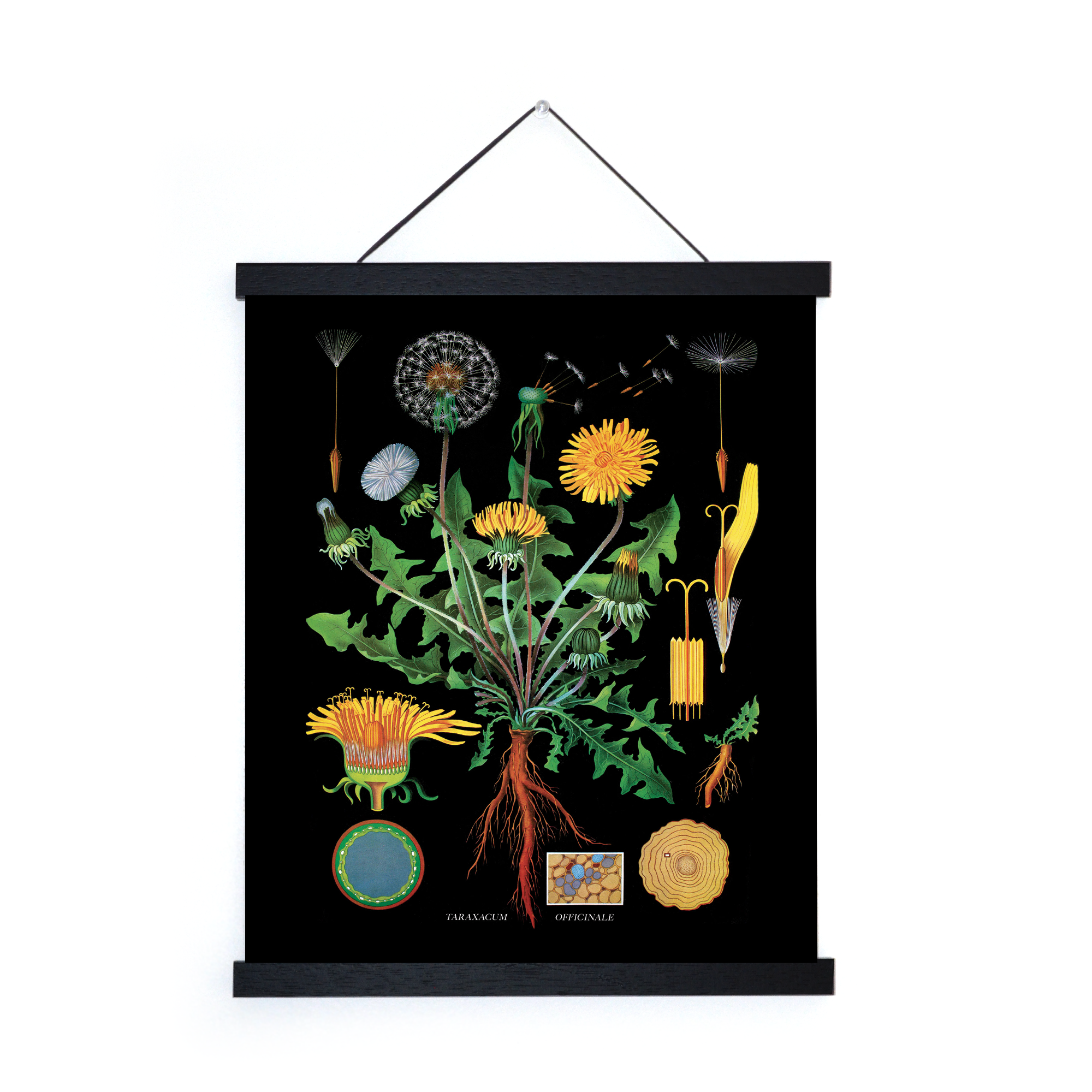 Curious Prints - Vendita all'ingrosso Stampa artistica - Stampa botanica vintage con tarassaco nero con cornice opzionale1