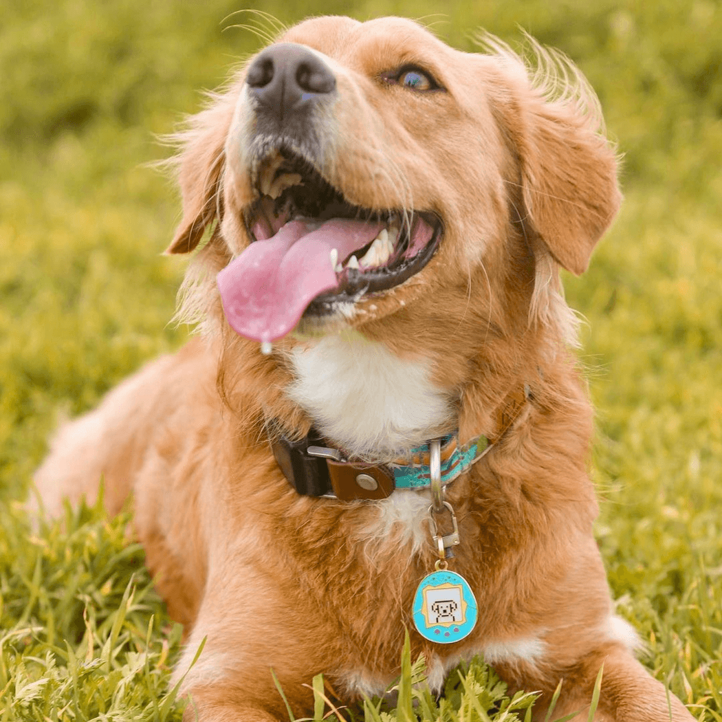 Barkada - Wholesale Halsbandlabel - Hond - Tamagotchi ID-tag voor honden en huisdieren8