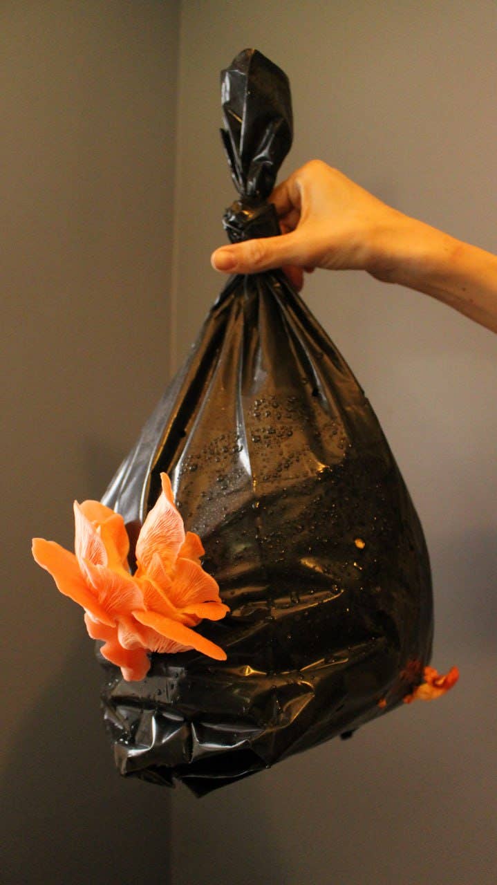 The Mushroom Conservatory LLC - Wholesale DIY Food Kit - Pink Oyster Mushroom Growing Kit: As seen in Farmers Almanac2