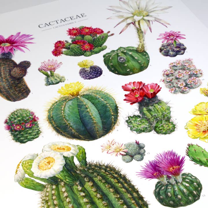 Aaron Apsley Artwork – Engroshandel Kunsttryk – Blomstrende Kaktus Arter Print