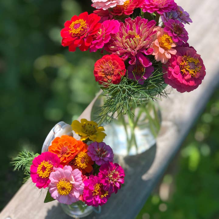 Bentley Seed Co. - Wholesale Plant Seeds - Zinnia, Lilliput Seed Packets6