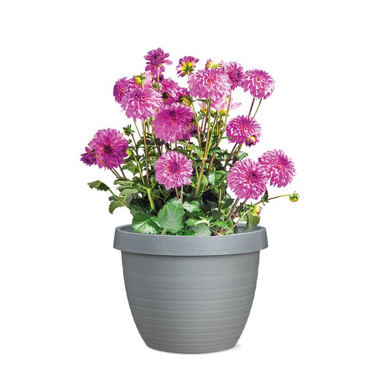 Scheurich - Vente Pot - Country Star 270 bac à fleurs/plante en plastique1