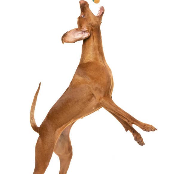 In Vogue Pets – wholesale Pet plush toy – Dog – Gin-Gle All the Way2