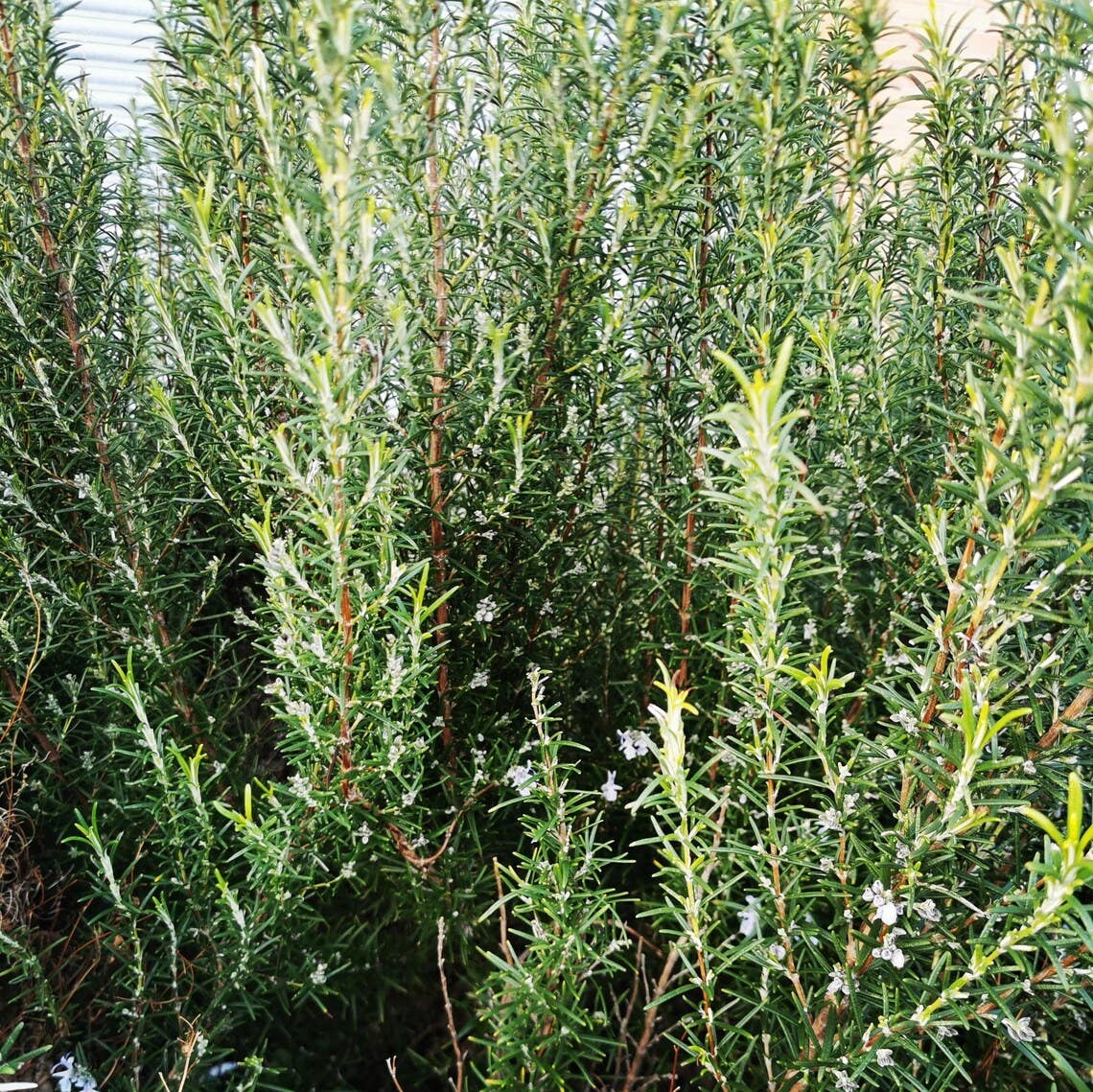 New Leaf Nurseries – wholesale Plant seeds – Spring into March Veg/Herb Seed Bundle 100 Packets of Seeds9