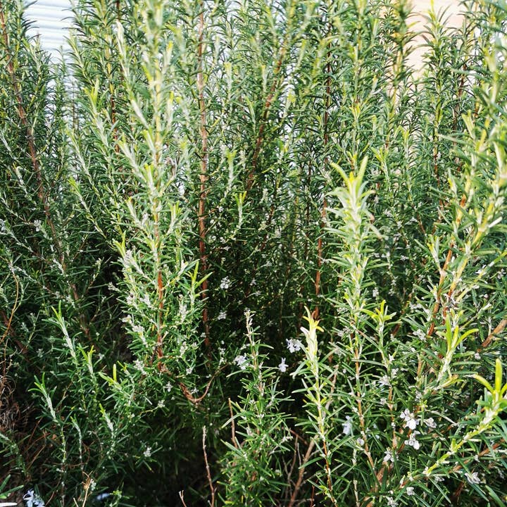 New Leaf Nurseries – wholesale Plant seeds – Spring into March Veg/Herb Seed Bundle 100 Packets of Seeds9