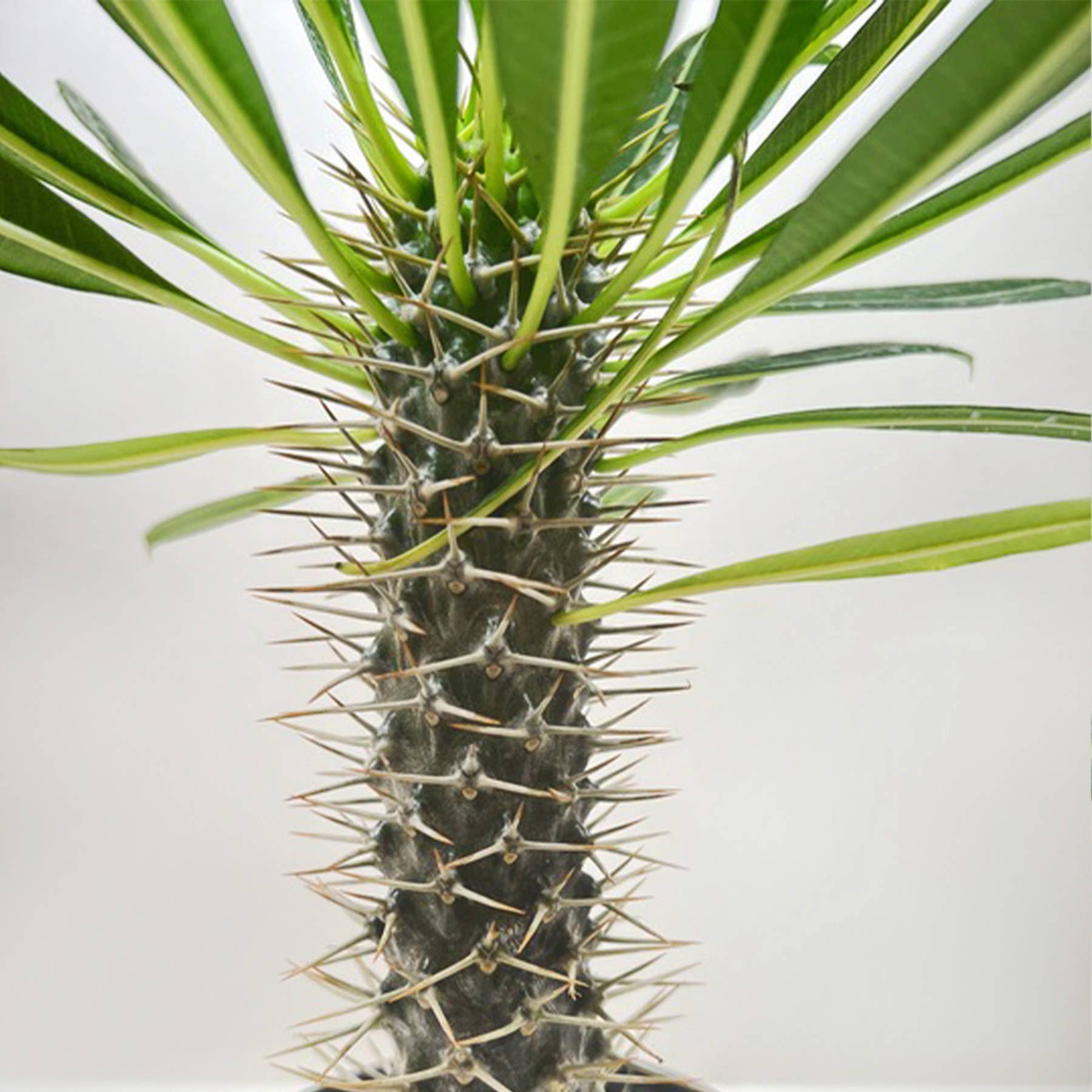 House Plant Wholesale - Wholesale Live Plant - Pachypodium 'lamerei' (Madagascar Palm) - 6" Pot0