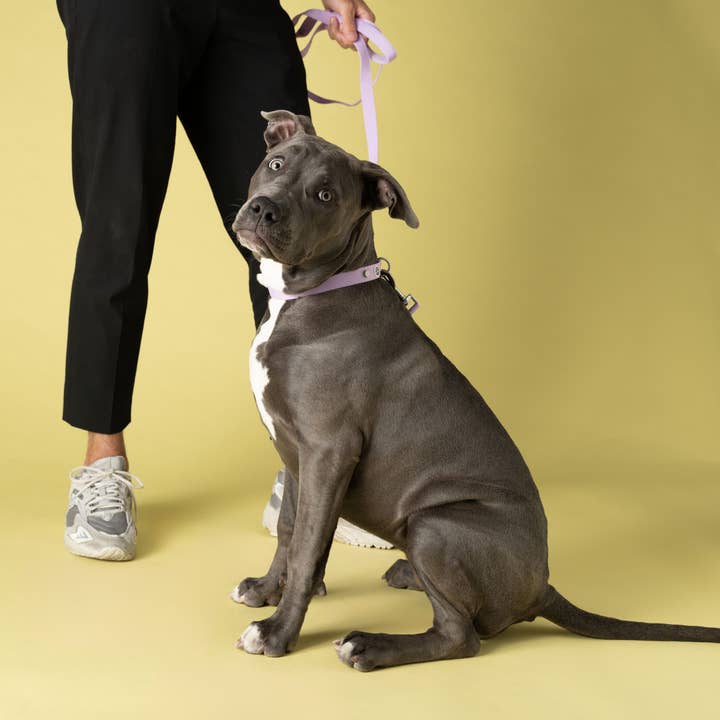 Barkalot - Wholesale Pet Collar - Dog - Lilac Dog Collar4