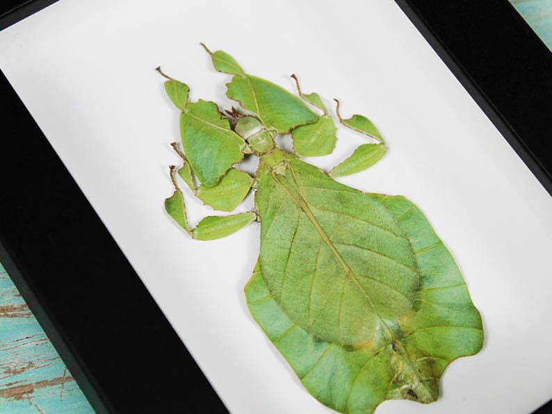 Newman Art Designs – wholesale Dimensionell/3D-väggkonst – Phyllium giganteum bladinsekt i en ram1