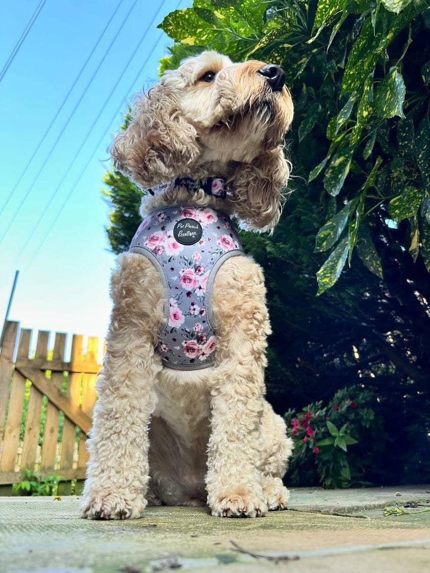 Pet Pooch Boutique – wholesale Pet harness – Dog – Secret Garden Puppy Dog Harness/Optional Accessories/Wedding2