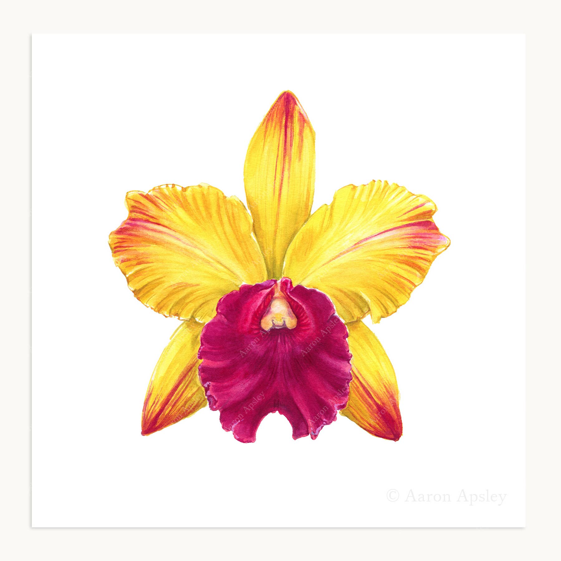 Aaron Apsley Artwork - Wholesale Art Print - Orchid Flower Print - 8"x8"4