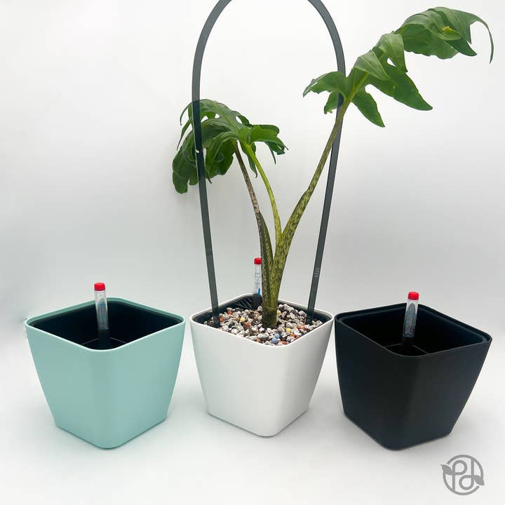 Propagation Diaries - Wholesale Plant Pot - 6" Self Watering Moo Pot6