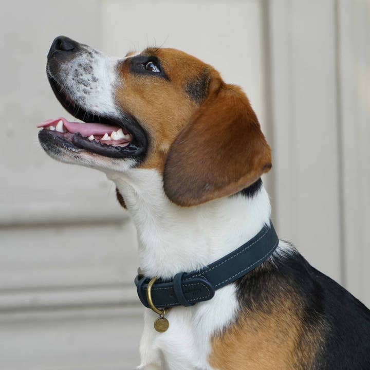 Blueberry Pet - Wholesale Pet Collar - Dog - 3 Colors, Full Grain Leather Dog Collar