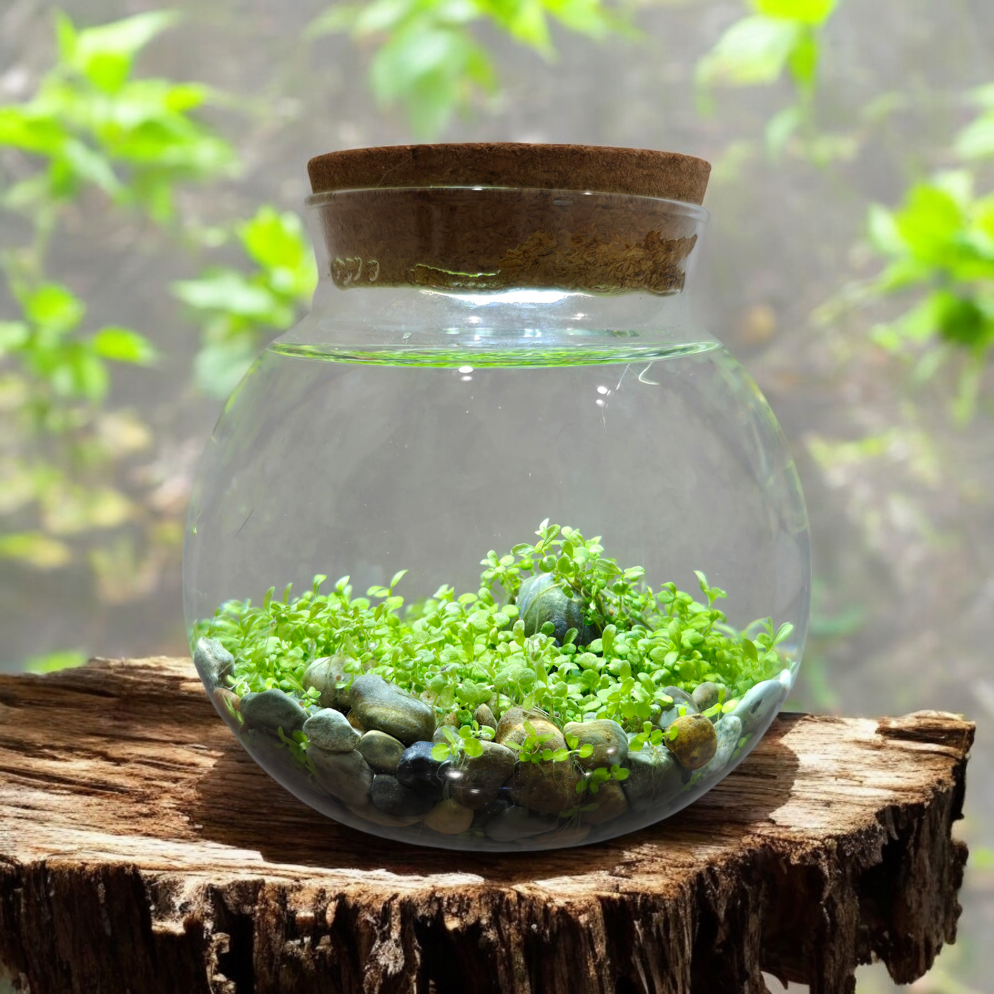 Silver Circle Products - Vente Terrariums - Kit de Semences Aquatiques WaterPlants Terrarium en Verre avec Lumière LED1