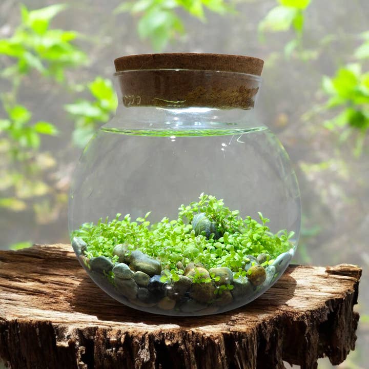 Silver Circle Products - Wholesale Terrarium - WaterPlants Aquatic Seed Kit Glass Terrarium with LED Light1