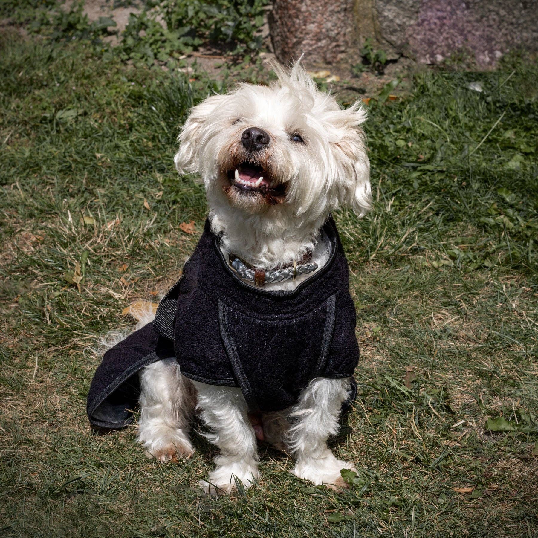 Siccaro - Wholesale Pet Coat - Dog - Smart Drying Dog Coat10