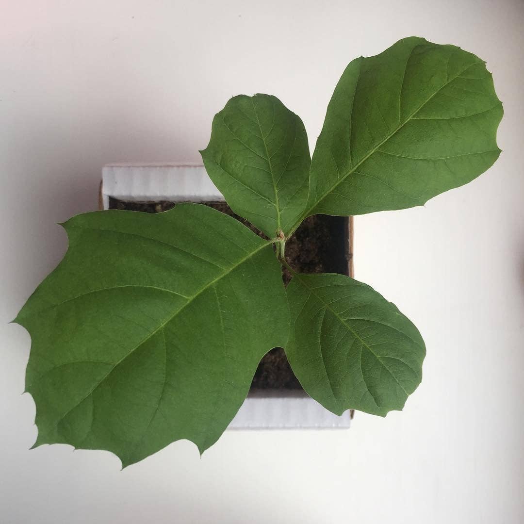 Lil Plot - Wholesale Plant Seeds - Oak Tree Growing Kit4