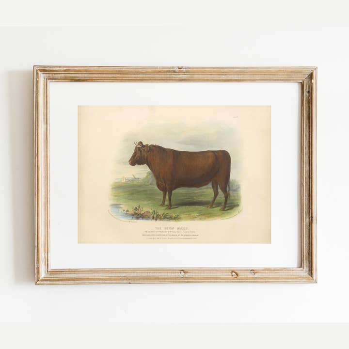 Sea to Skye - Wholesale Art Print - English Devon Bull Antique Art Print