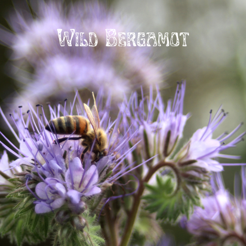 Messner Bee Farm - Wholesale Plant Seeds - Honeybee Garden Wildflower Seeds6