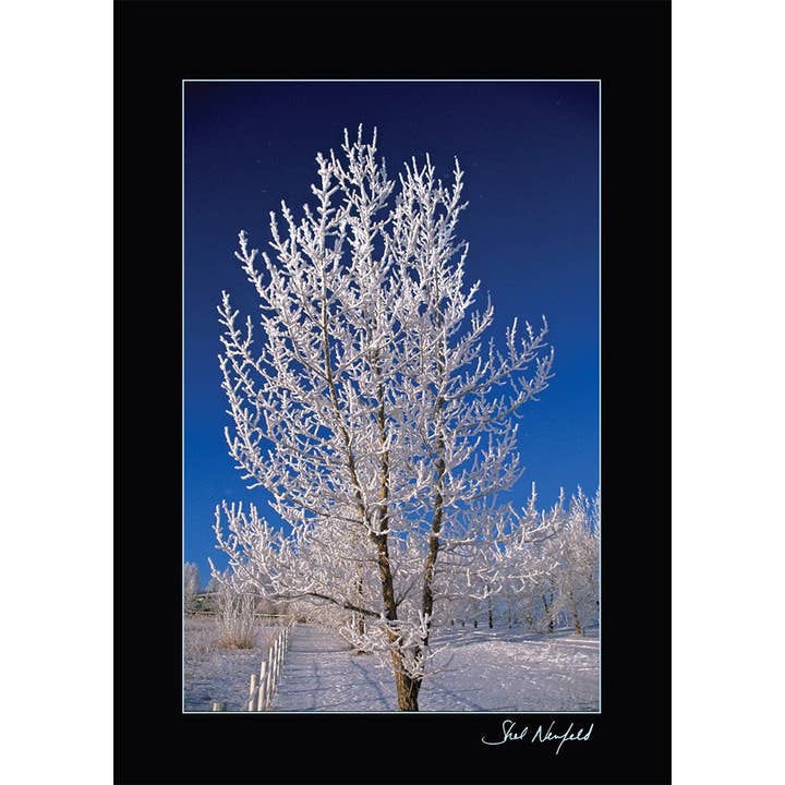 Von Spirit Kristalline Tree geküs für den Großhandel von WildArt Photography Greeting Cards