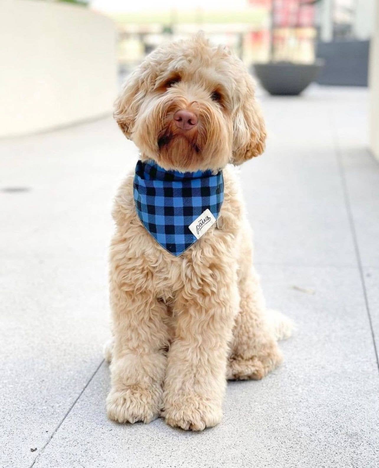 The Paws - Wholesale Pet Bandana - Dog - Scotch Dog Bandana1