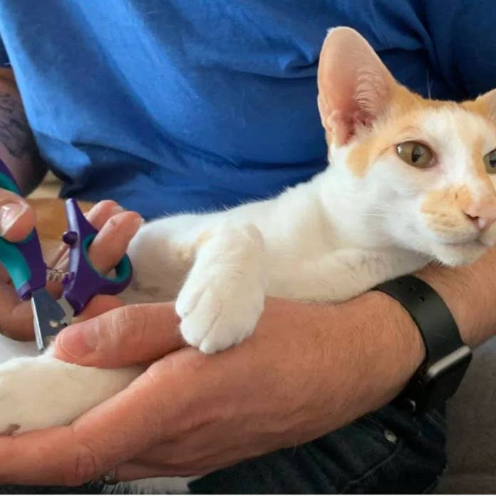 PerAnimal - Wholesale Pet Spray - Cat/Dog - ZenClipper - Nail trimming has never been safer.10