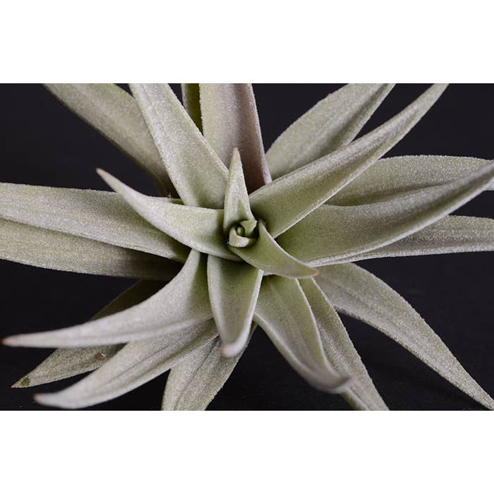 The Artizan Way - Wholesale Live Plant - Tillandsia Harrisii | Live Air Plant7