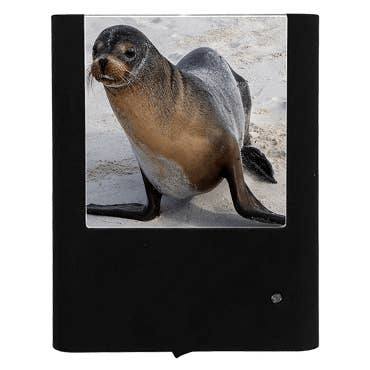 Sea Lion for wholesale by Nightlight Studio