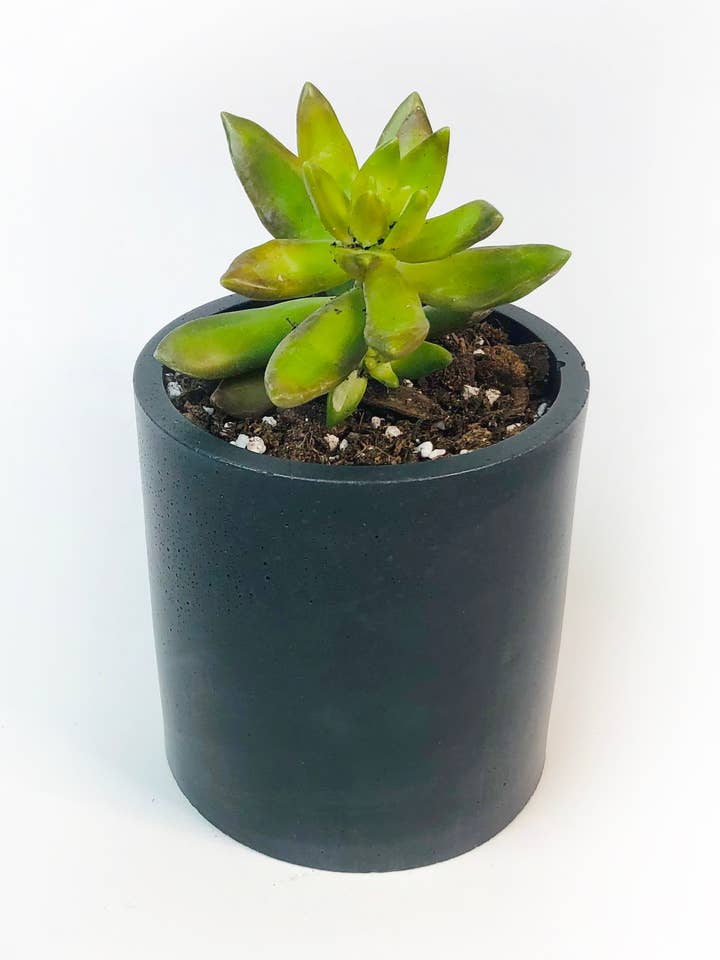 Jardinière Béton Rond + Récipient - Charbon foncé pour la vente par Known Goods Co.