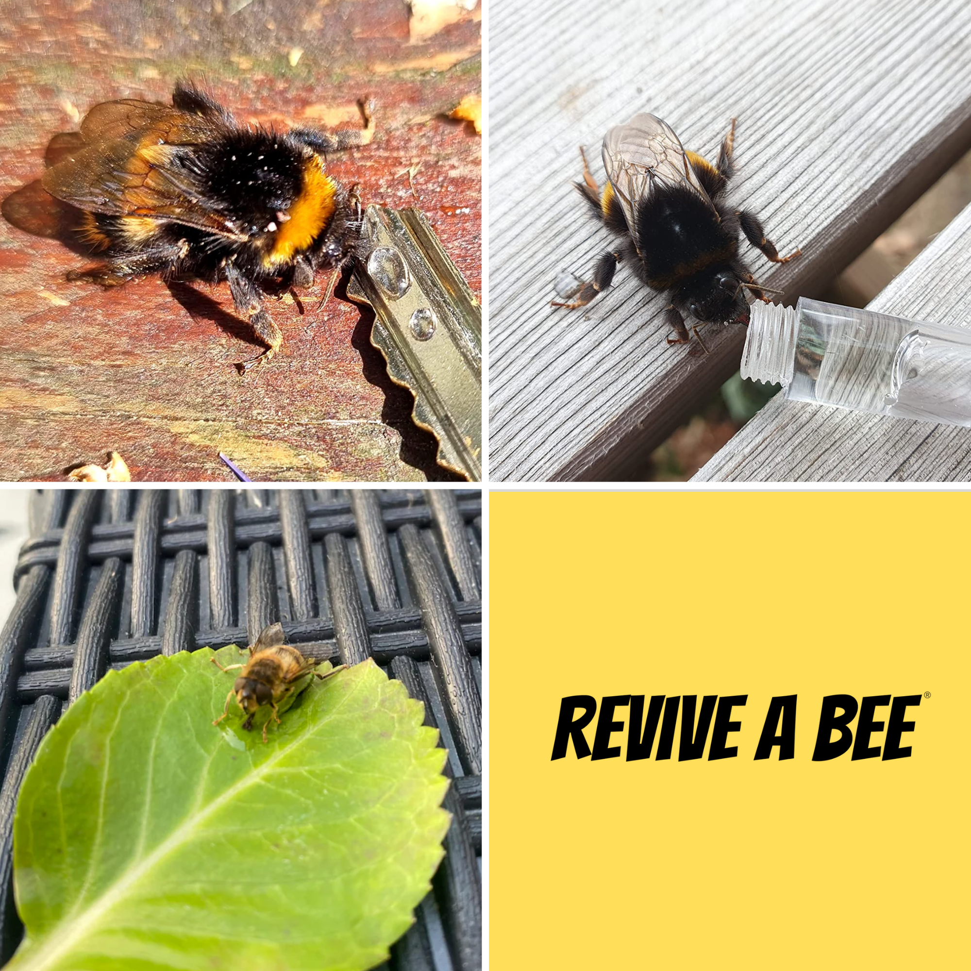 Revive a Bee - Venta al por mayor Llavero - Unisex - Llavero Kit de Rescate de Abejas de Emergencia en Papel Semilla Plantable10