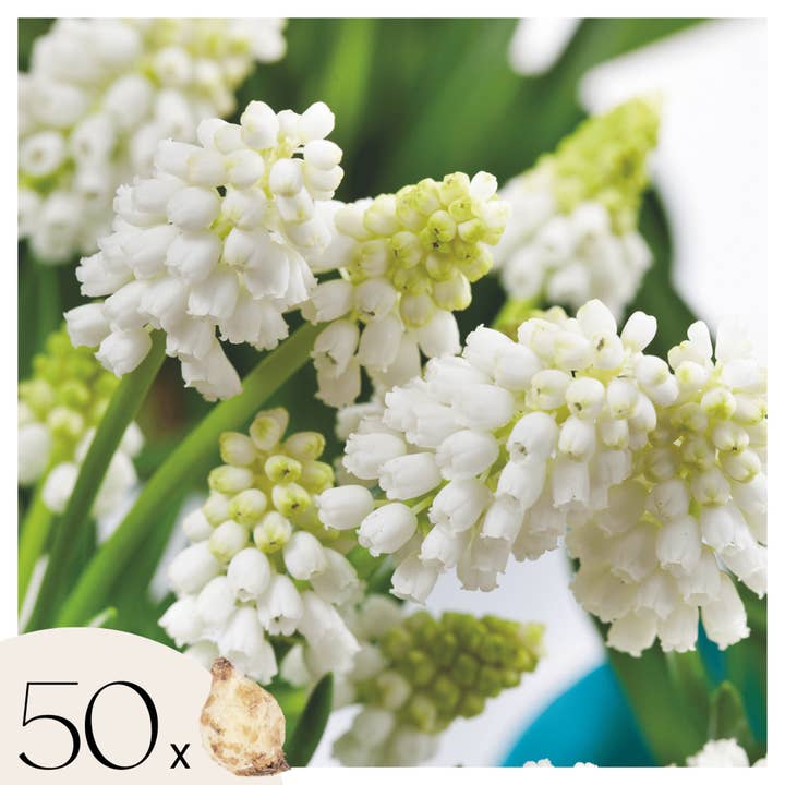 Oasis of Life - Wholesale Live plant - Muscari White Magic – 50 Bulbs – White Grape Hyacinths – Hardy Spring Flowers for Garden, Bed & Balcony – Easy-Care Bulbs with Delicate White Blooms