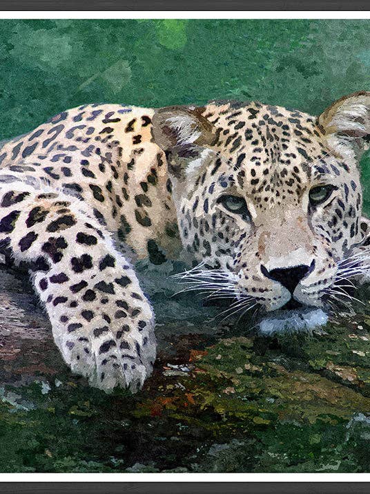 Gemäldedruck „Schneeleopard“ für den Großhandel von The Underdog Print Shop