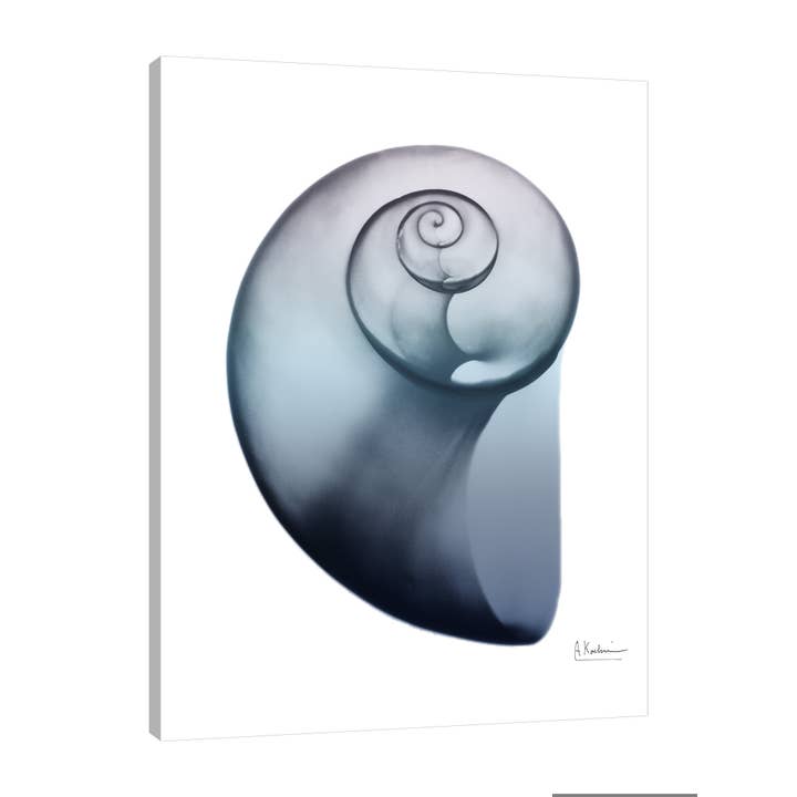 Lavender Snail 2 Gallery Wrapped Canvas for wholesale by Jaxson Rea