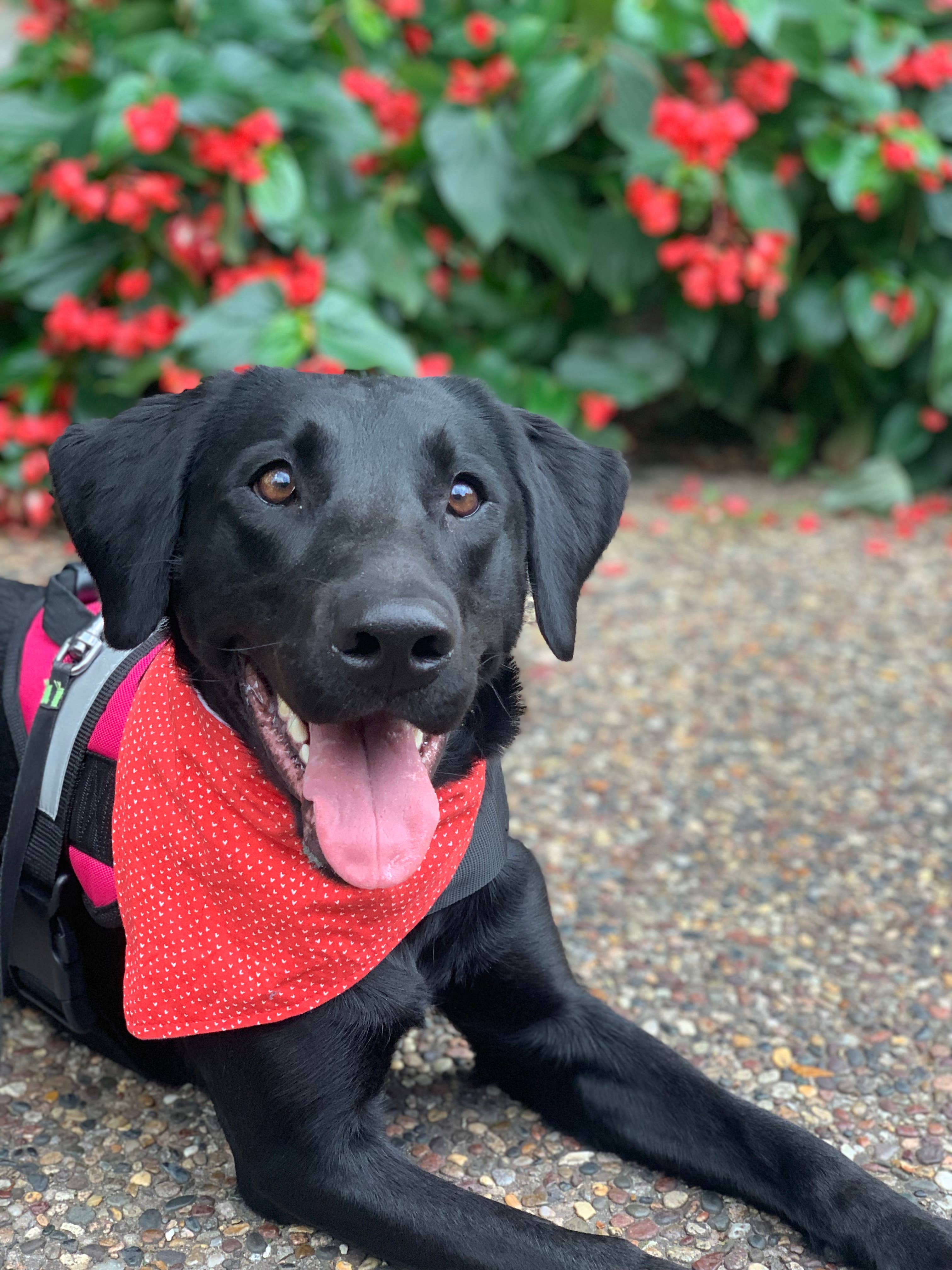 BibbyBubby - Wholesale Pet Bandana - Dog - Lemons Dog Bandana (Summer, Fruit, Pet Bandana)9