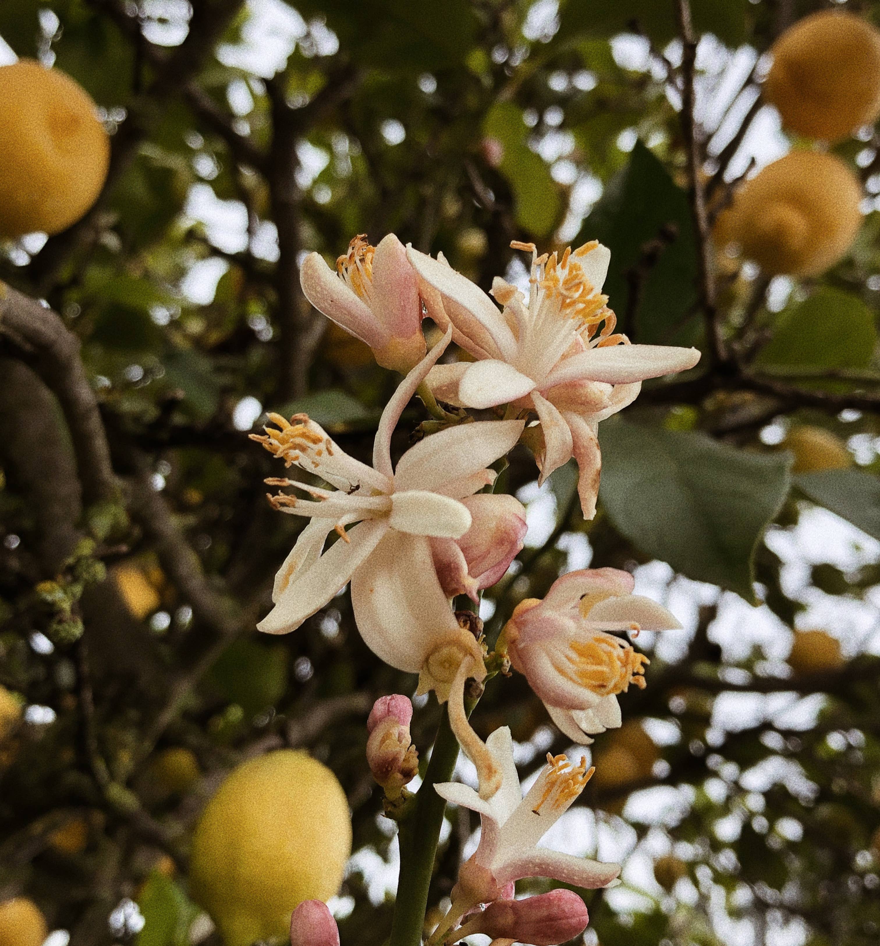 ROWSIE VAIN - Wholesale Bath/Body Oil - VALLEY GIRL PERFUME OIL ROLLER WAND (10 ml)3