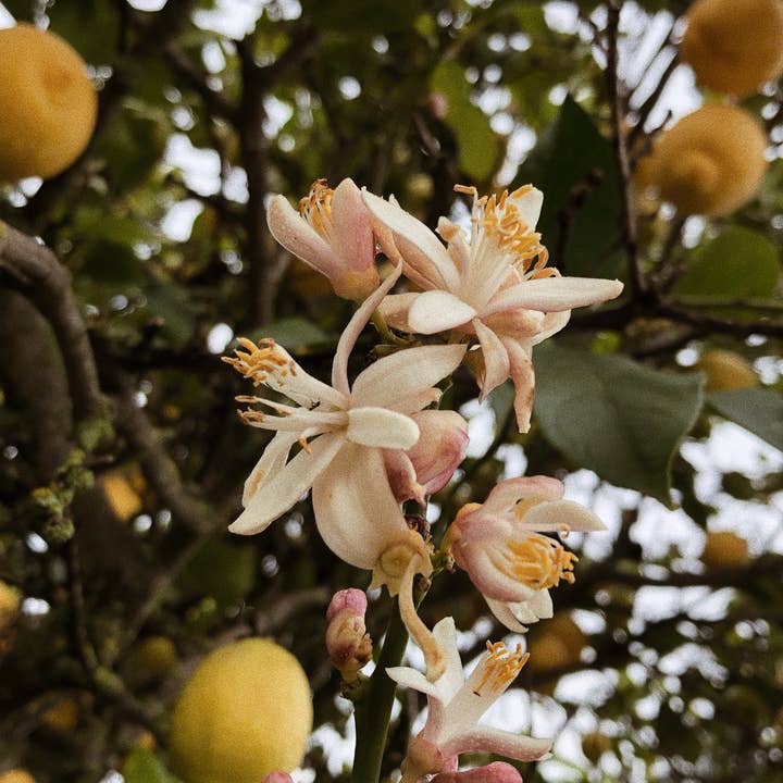 ROWSIE VAIN - Wholesale Bath/Body Oil - VALLEY GIRL PERFUME OIL ROLLER WAND (10 ml)3