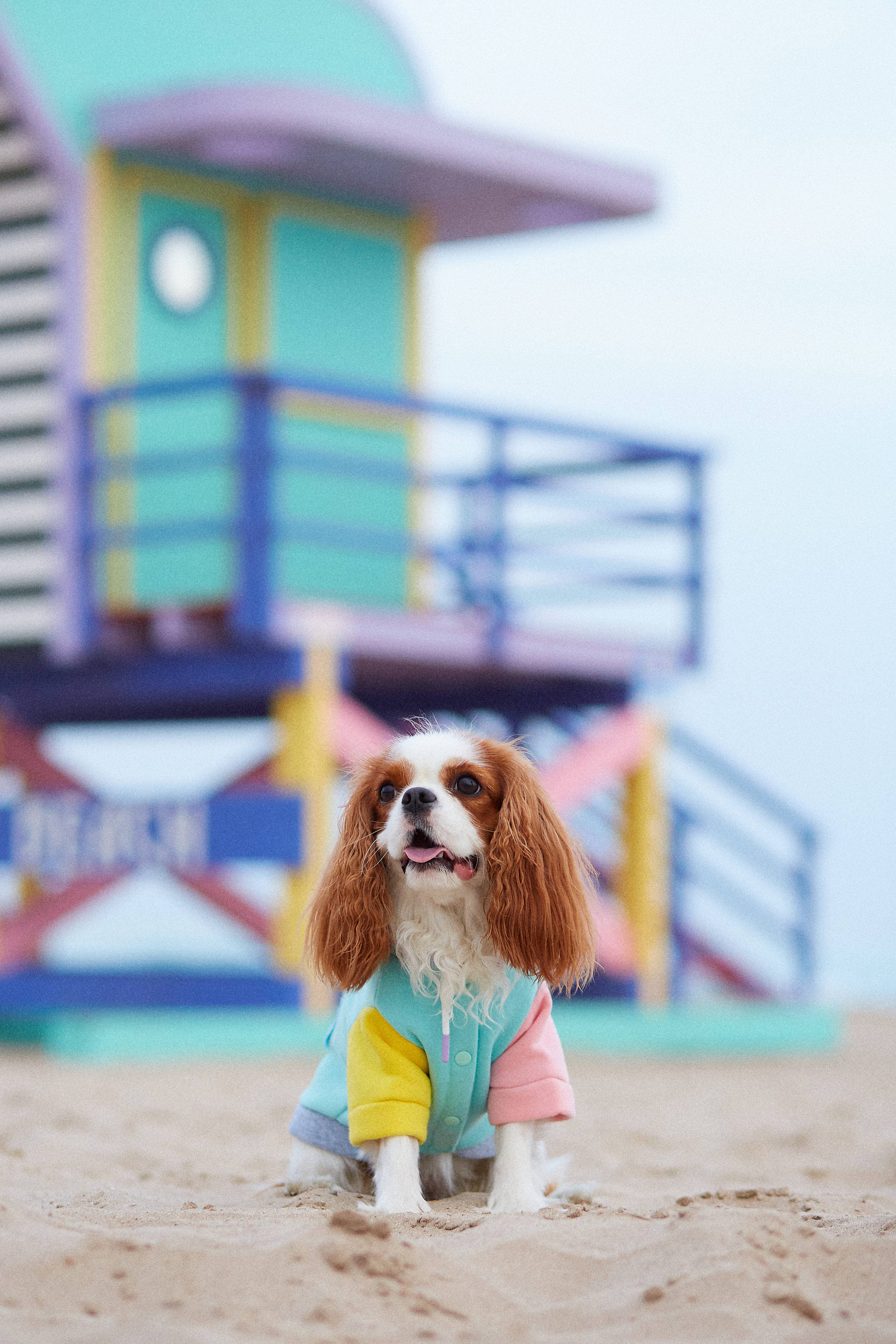 ARISTOPET - Wholesale Pet Hoodie - Dog - AUGUSTO AQUA HOODIE SWEATSHIRT16