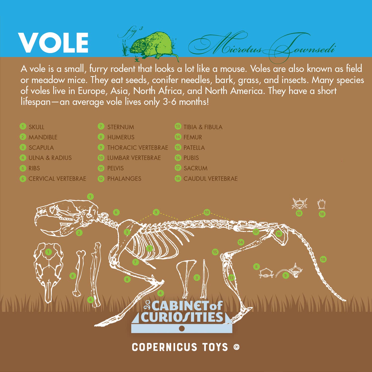 Copernicus Toys - Wholesale DIY Craft Kit - Kids - Cabinet of Owl Pellets | Dissection Kit Science Demo3