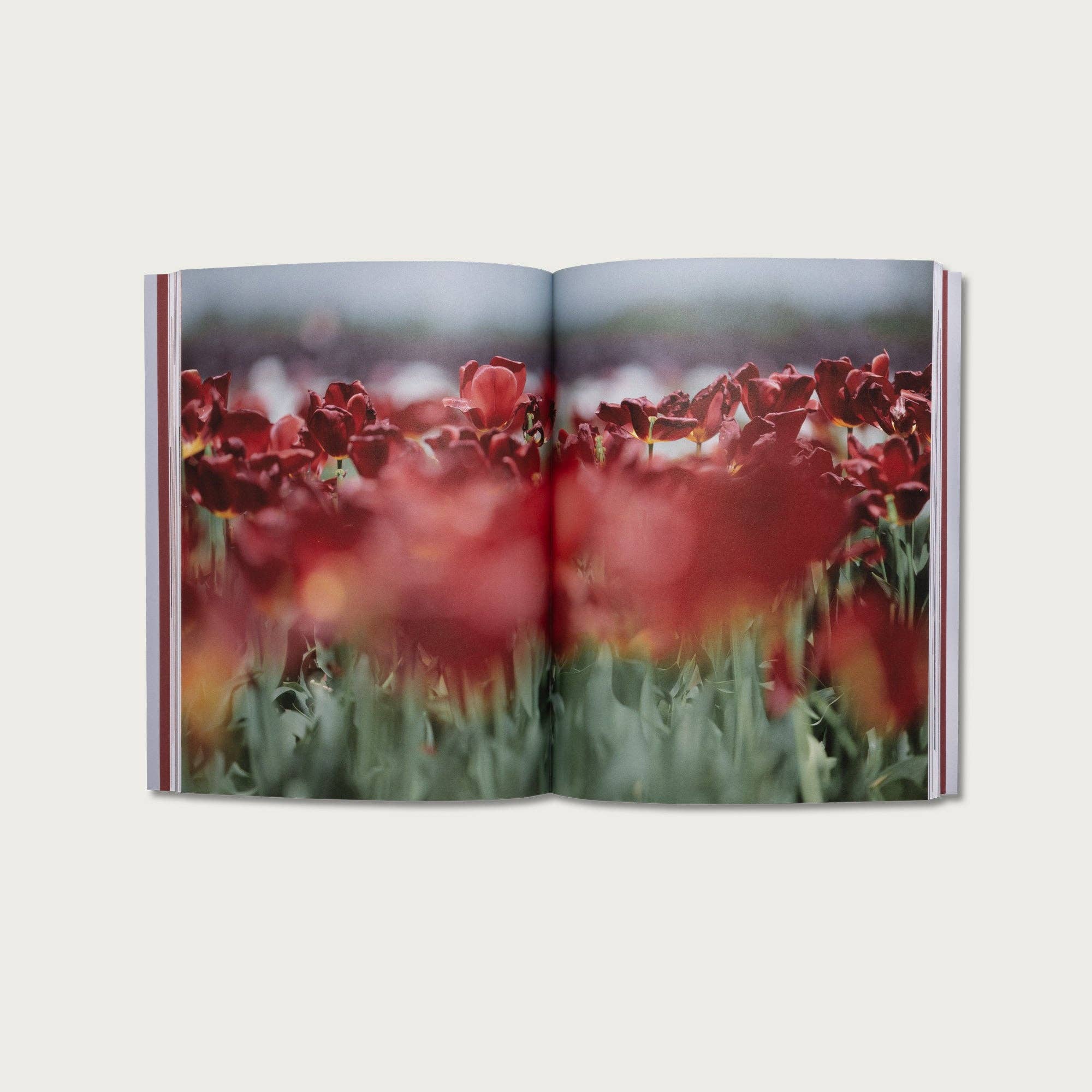 Alabaster Co - Vente Livre sur la religion - Le livre de James3