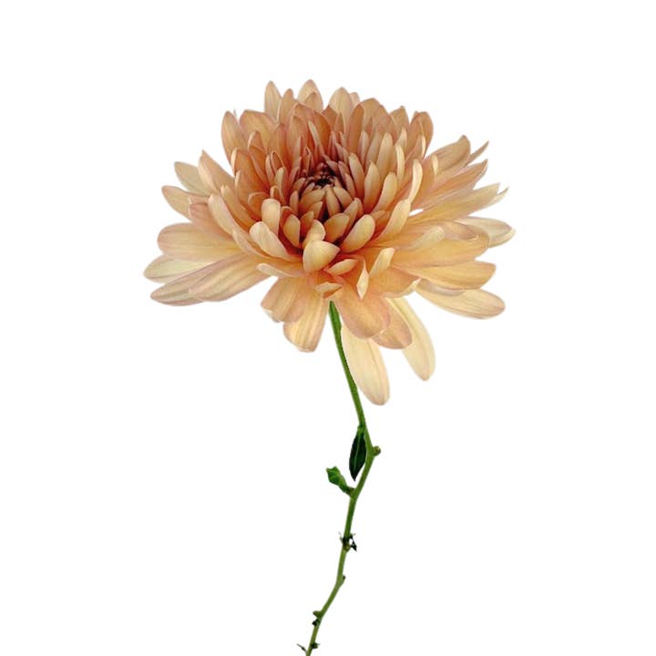 Chrysanthemum Cremone Peach-Fresh Cut Flowers for wholesale by Metro Flower Market