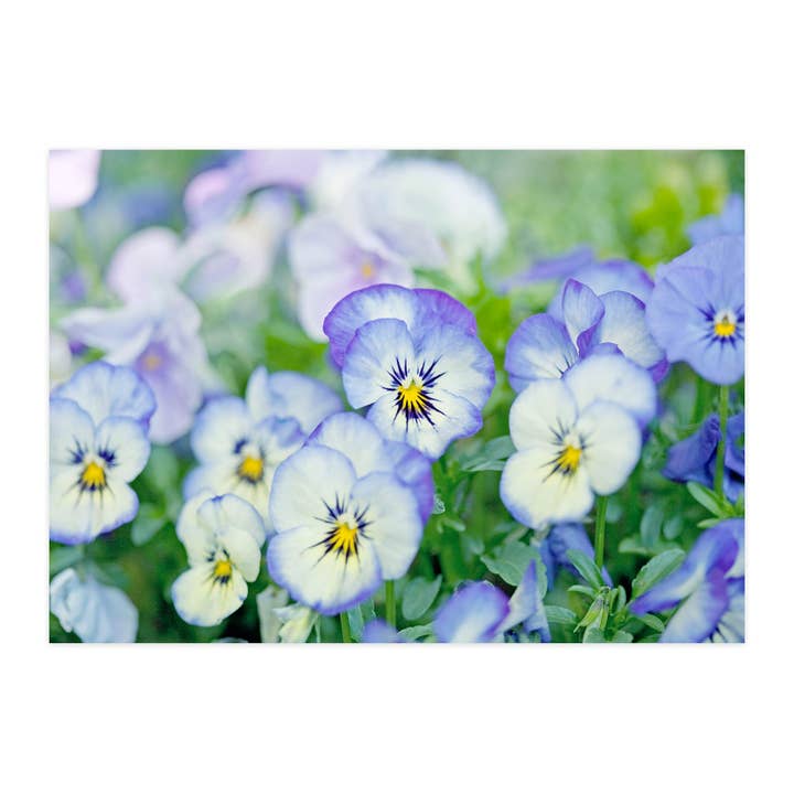 Postal "Violetas" por atacado de paruspaper. nutzfeine papeterie