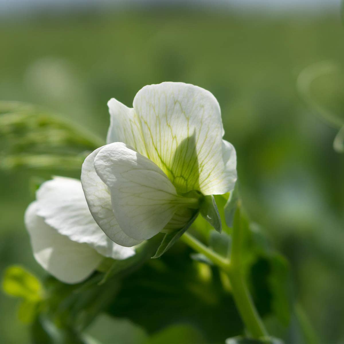 A.G.R. s.r.l. - Wholesale Beans - ORGANIC white chickpeas 400g. [EU only]1